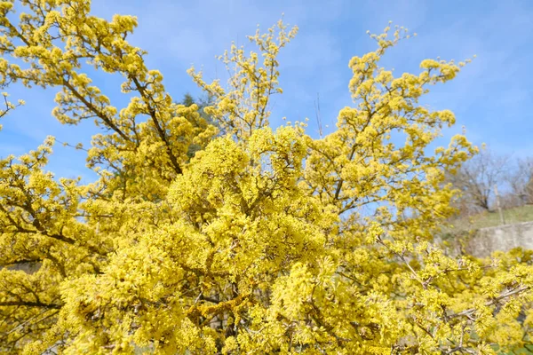 Yellow Tree Ciliegia Cornelian Cornel Dogwood Cornus Mas Cornus Officinalis — Stock Photo, Image