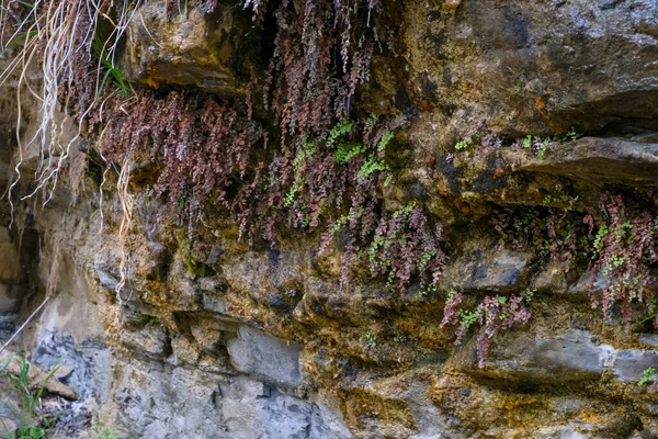 在石头和岩石上的苔藓 瀑布下岩石的潮湿表面 自然背景 — 图库照片