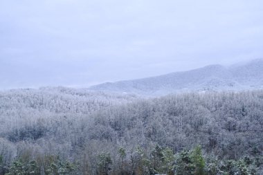 Kış ormanı gökyüzünde karla kaplıydı. Kış doğası. Doğa geçmişi. Noel kartpostalı