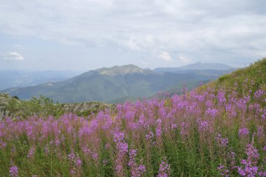 Dağlar mor kır çiçeklerini görüyor. La Nuda Dağı, Appenino-Tosco Emiliano, Emilia-Romagna, İtalya