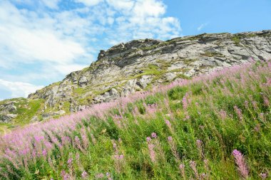 Dağlar gökyüzünü, mor kır çiçeklerinin altından görüyorlar. La Nuda Dağı, Appenino-Tosco Emiliano, Emilia-Romagna, İtalya