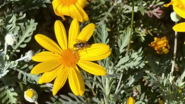 Зайнята Бджола Працює Над Квіткою Красива Жовта Квітка Бджолою Розмитому — стокове відео