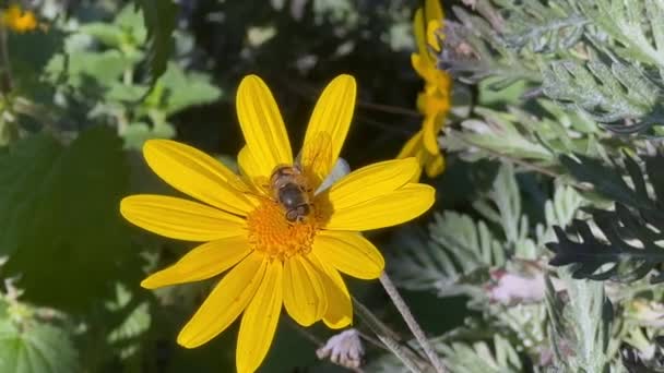 Busy Bee Working Flower Beautiful Yellow Flower Bee Blurred Background — Vídeo de stock