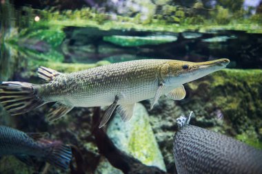 Timsah garı (Atractosteus spatula) tatlı suda yüzer.