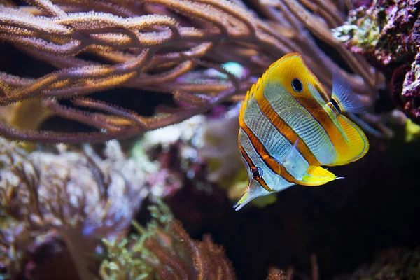 Peces Mariposa Arrecife Coral — Foto de Stock