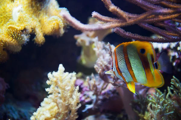 Butterfly fish in coral reef