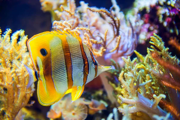 Peces Mariposa Arrecife Coral — Foto de Stock