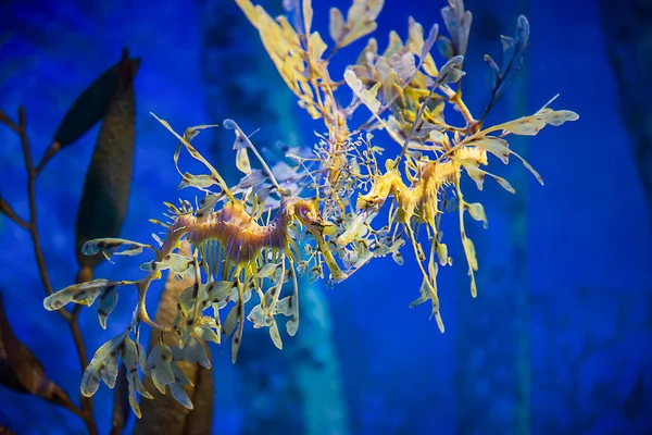 Leafy Sea Dragon Underwater — Stock Photo, Image