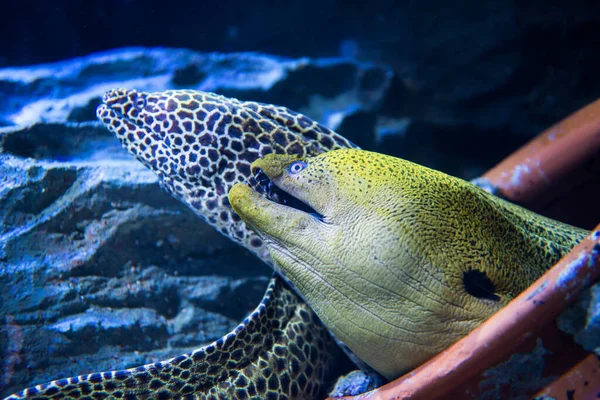 Underwater Giant Moray Eel — Stock Photo, Image