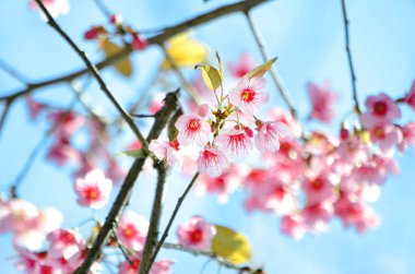 Tayland 'da pembe çiçekli sakura