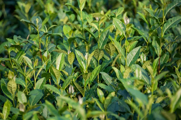 Чайные Листья Чайной Плантации Стоковое Фото