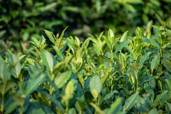 Tea Leaves Tea Plantation Royalty Free Stock Images