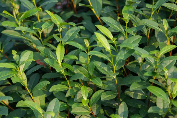 Tea Leaves Tea Plantation Stock Picture