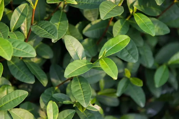 Tea Leaves Tea Plantation Stock Photo