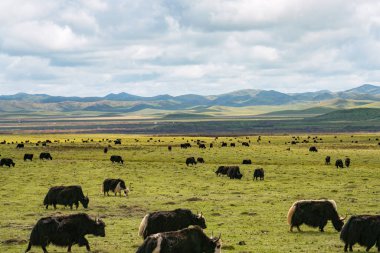 Herd of Yak in high attitude grassland clipart