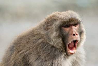 Ormandaki bir maymunun portresi.