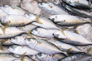 Süpermarkette satılık bir sürü balık.