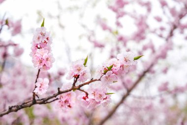 Bahar mevsiminde Çin çiçekleri