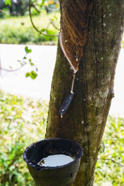 Lastik ağaçlardan kauçuk kazıyın, lateks