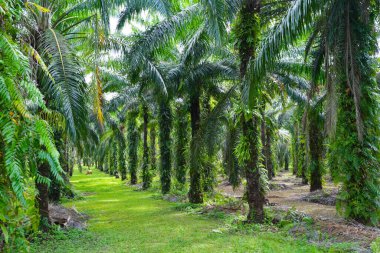 Palmiye ağacı ormanı.