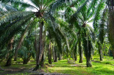 Palmiye ağacı ormanı.
