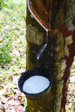 Lastik ağaçlardan kauçuk kazıyın, lateks