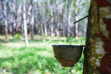 Lastik ağaçlardan kauçuk kazıyın, lateks