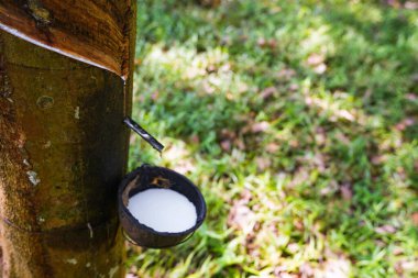 Lastik ağaçlardan kauçuk kazıyın, lateks