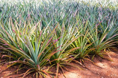 Tarlada meyveli ananas ağaçları