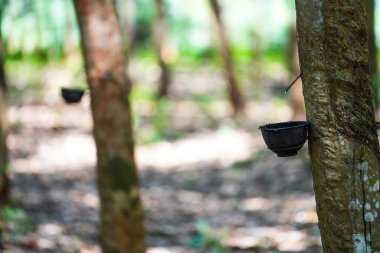 Lastik ağaçlardan kauçuk kazıyın, lateks