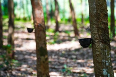 Lastik ağaçlardan kauçuk kazıyın, lateks