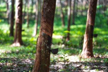 Lastik ağaçlardan kauçuk kazıyın, lateks
