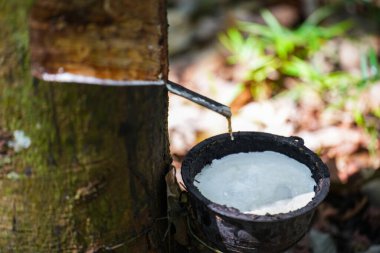 Lastik ağaçlardan kauçuk kazıyın, lateks