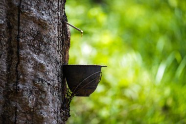 Lastik ağaçlardan kauçuk kazıyın, lateks