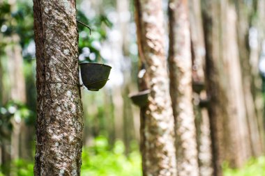 Lastik ağaçlardan kauçuk kazıyın, lateks