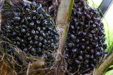 Palmiye ağacında yağlı palmiye.