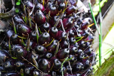 Palmiye ağacında yağlı palmiye.