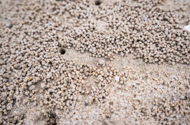 Kumsalda yengeç deliği, yengeç kum kazıyor.