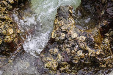 Sahildeki kayalarda istiridye kabukları