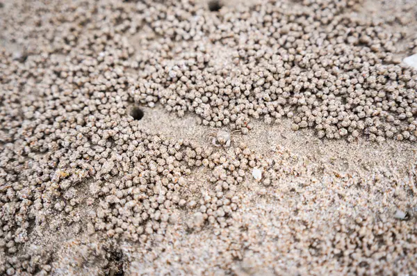 Kumsalda yengeç deliği, yengeç kum kazıyor.