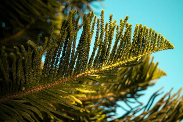 Зелене Листя Лісу Особливим Блакитним Небом — стокове фото
