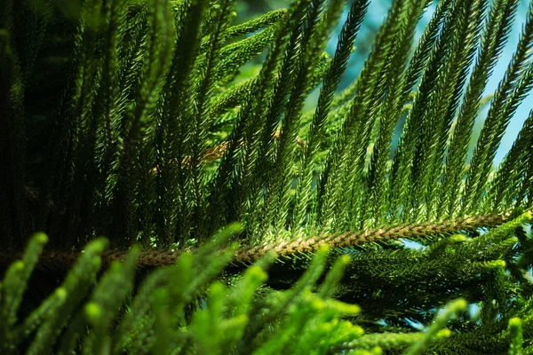 青空が広がる森の中の美しい緑の葉 — ストック写真