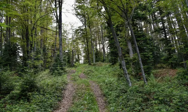 Vahşi ortamda arazi aracını toprak yolda sürerken çekilmiş açık hava fotoğrafçılığı