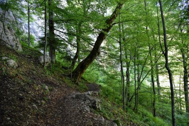 Vahşi ormanda yürüyüş parkurunun fotoğrafları.