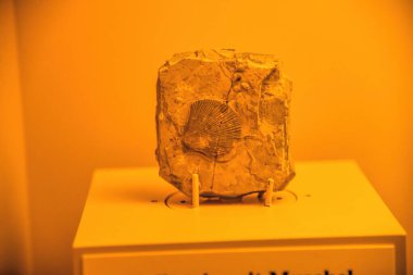 Münih, Almanya - 12.07.2024: Münih Müzesi Mensch und Natur: Münih Doğal Tarih Müzesi