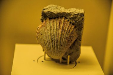 Münih, Almanya - 12.07.2024: Münih Müzesi Mensch und Natur: Münih Doğal Tarih Müzesi