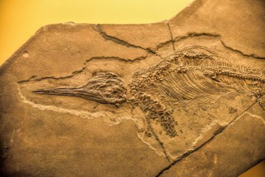 Münih, Almanya - 12.07.2024: Münih Müzesi Mensch und Natur: Münih Doğal Tarih Müzesi