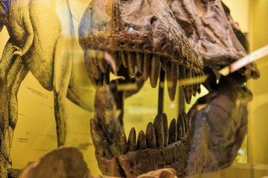 Münih, Almanya - 12.07.2024: Münih Müzesi Mensch und Natur: Münih Doğal Tarih Müzesi