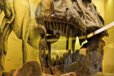 Münih, Almanya - 12.07.2024: Münih Müzesi Mensch und Natur: Münih Doğal Tarih Müzesi