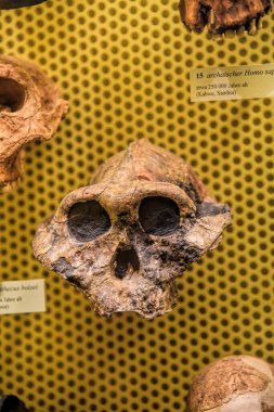 Münih, Almanya - 12.07.2024: Münih Müzesi Mensch und Natur: Münih Doğal Tarih Müzesi